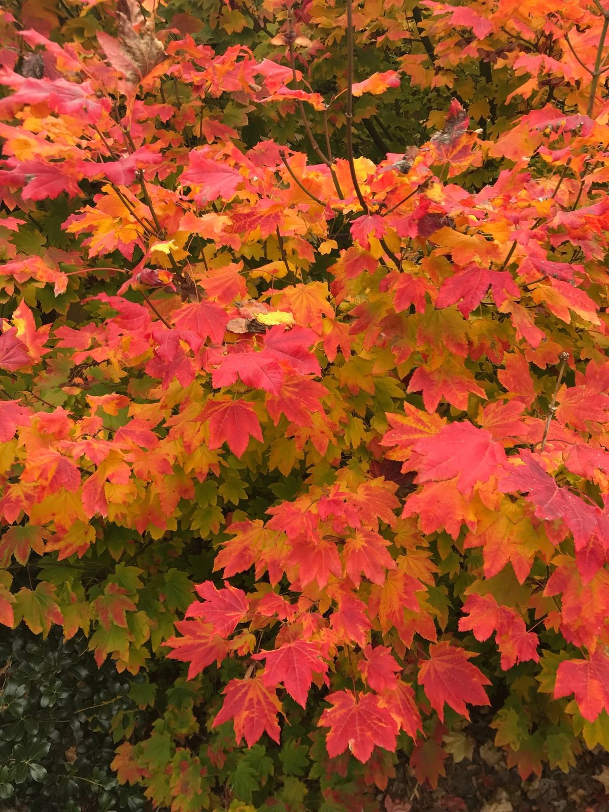 Outstanding Landscape Trees for Fall Planting Class