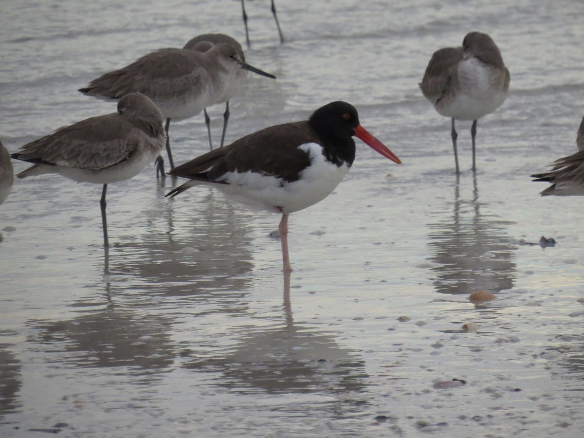 Bird Patrol Shorebird ID Walk