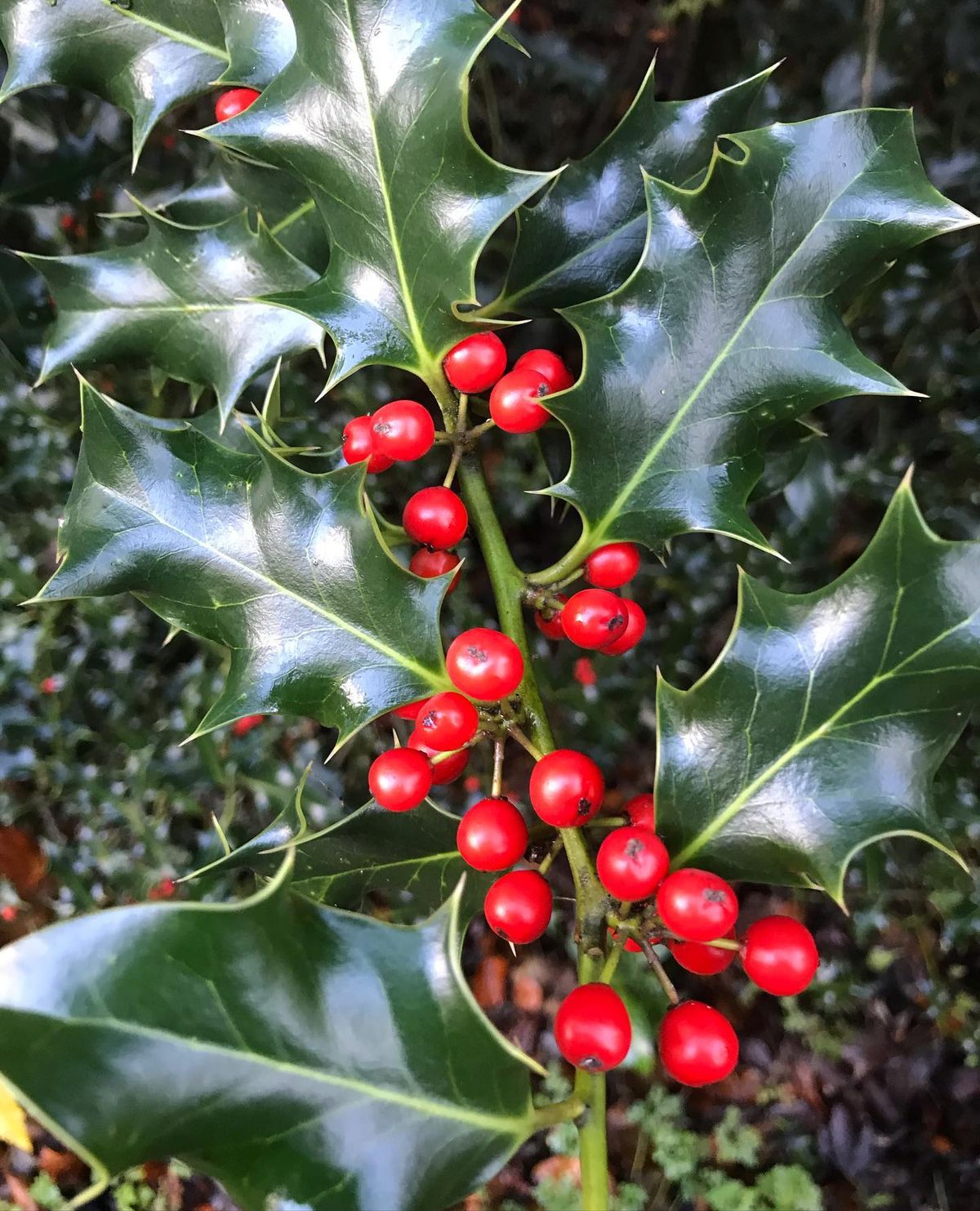 Christmas Wreath Making Workshop