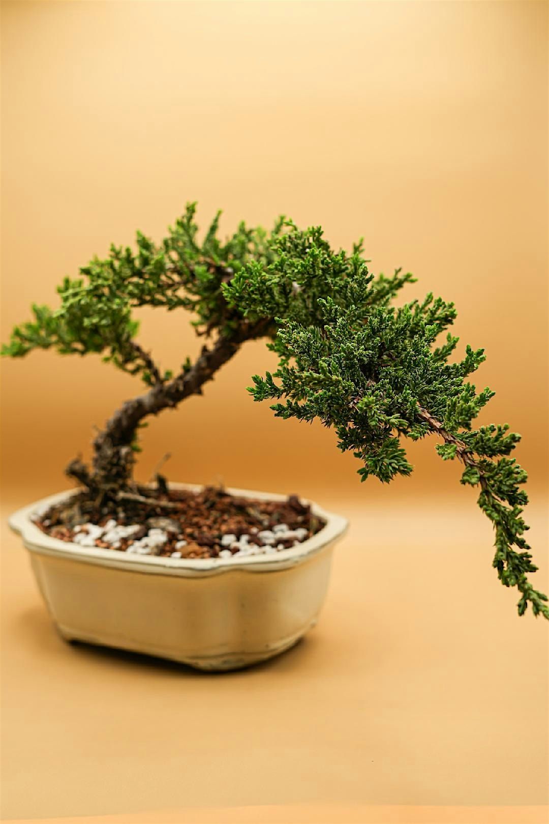 Lou's Bonsai Lesson at Dearborn Coffeehouse and Bakery