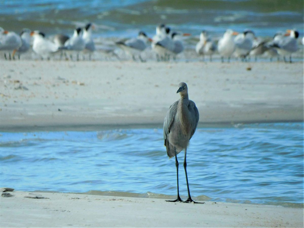 Thursday Morning at the Matanzas Inlet with Peggy Cook