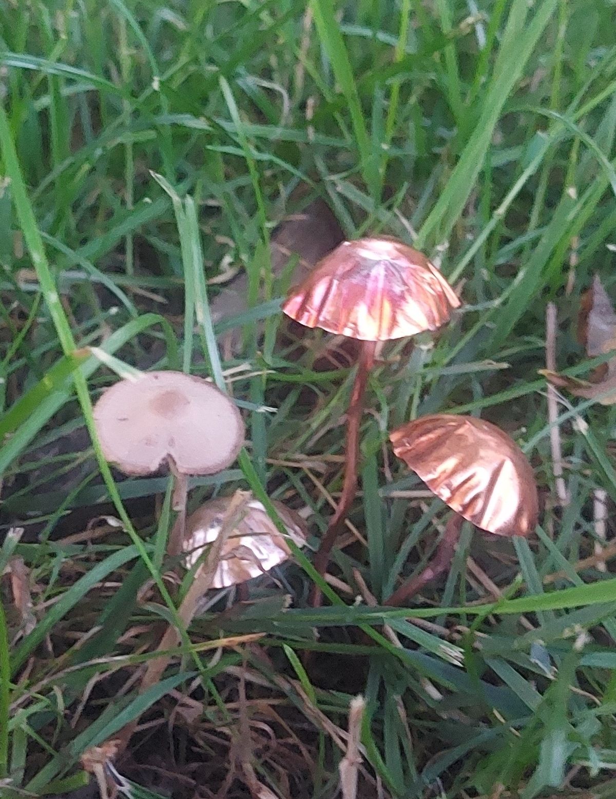 Copper Mushrooms