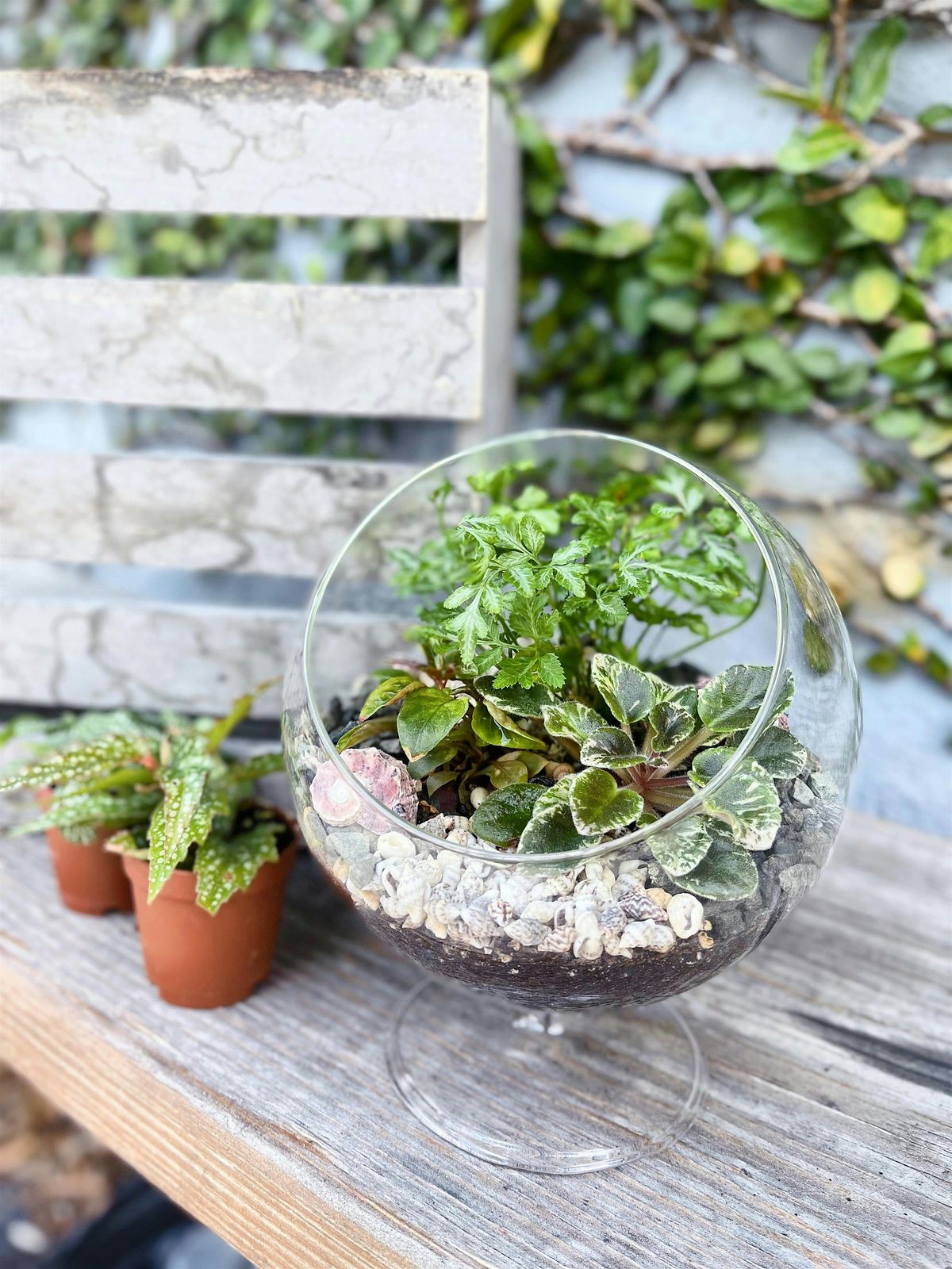 Create a Glass Bowl Terrarium