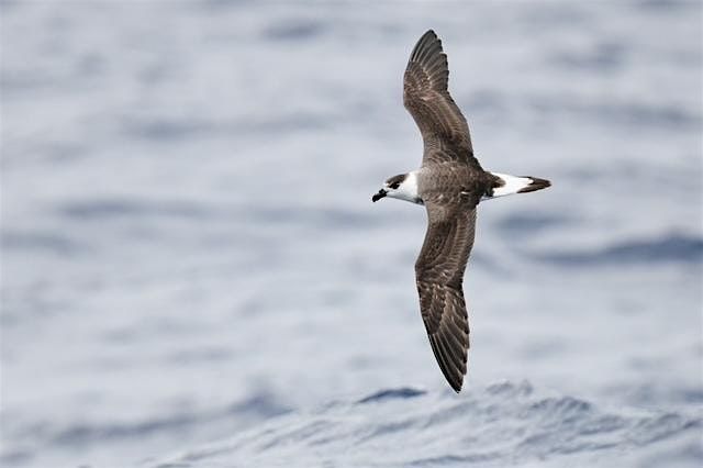 Seabirds by Season on the Stormy Petrel II