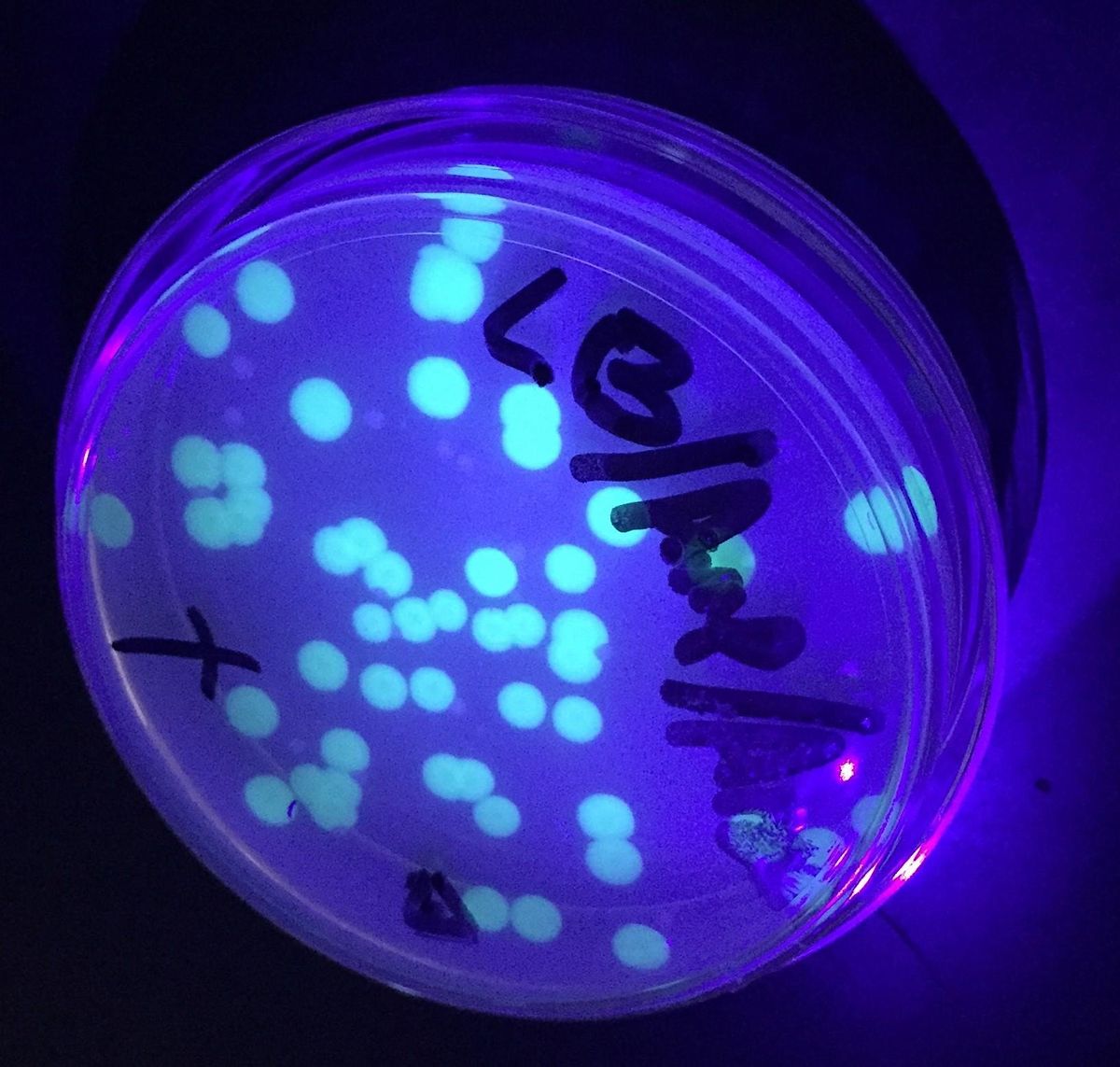 Lab Skills Nights! - Bacterial Transformation of Plasmid DNA