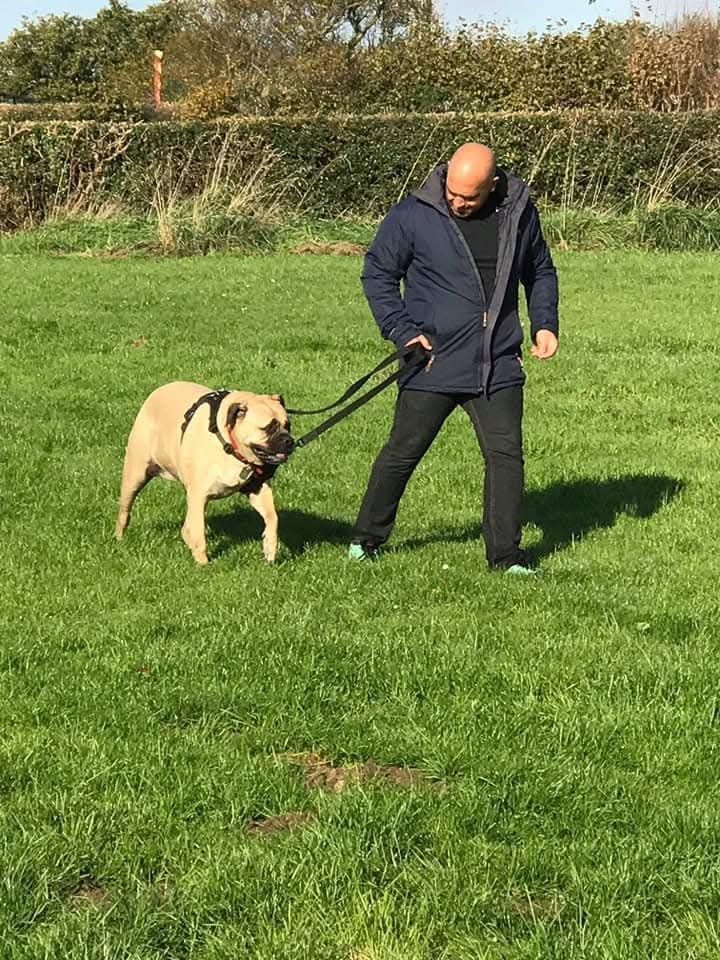 REACTIVE DOGS 4 WEEK COURSE 