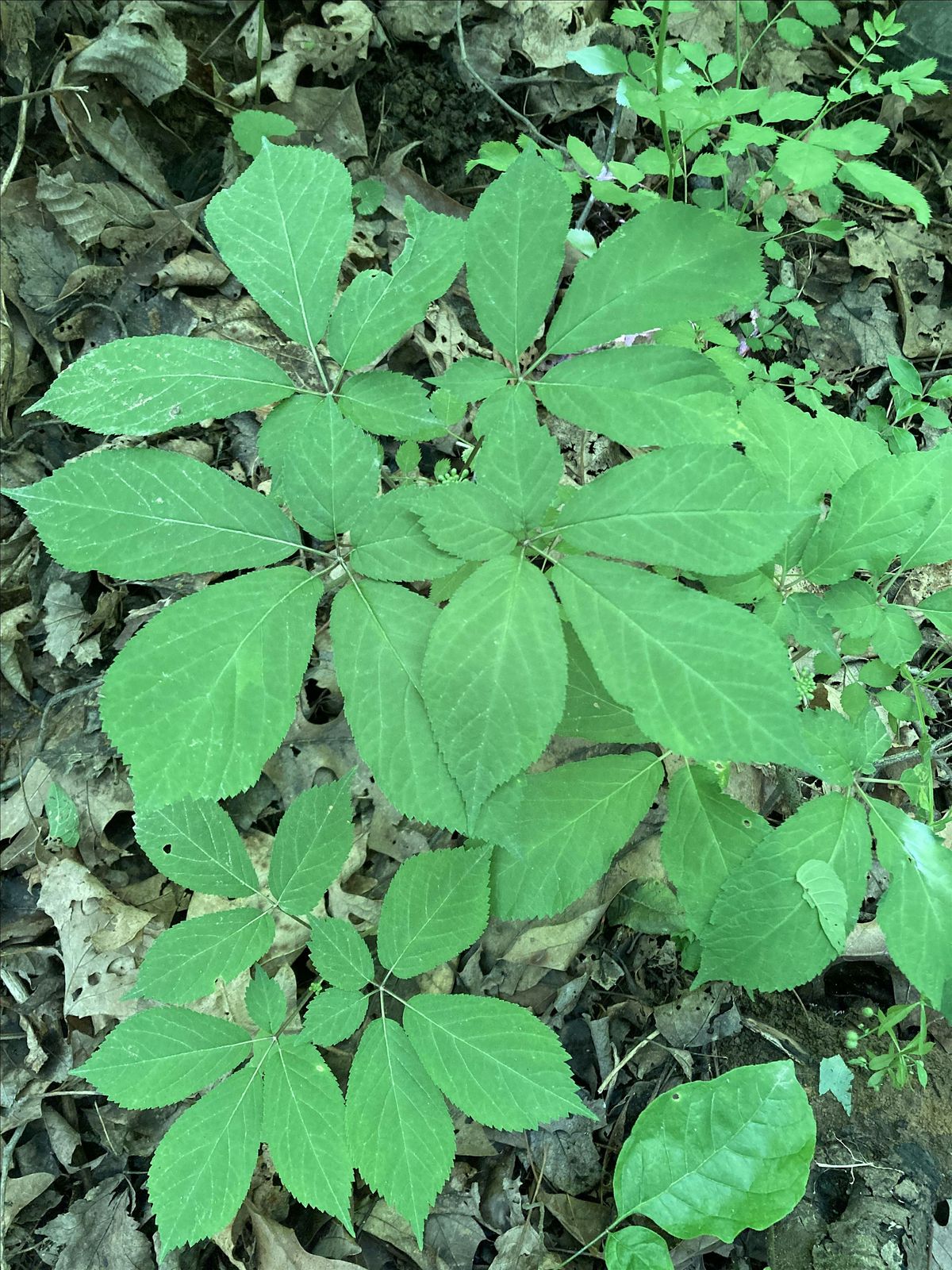 Ginseng Cultivation Workshop