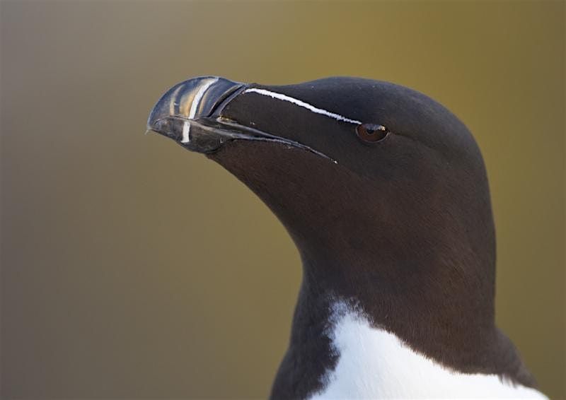 Seabirds: the Crown Jewels of Scotland's Wildlife