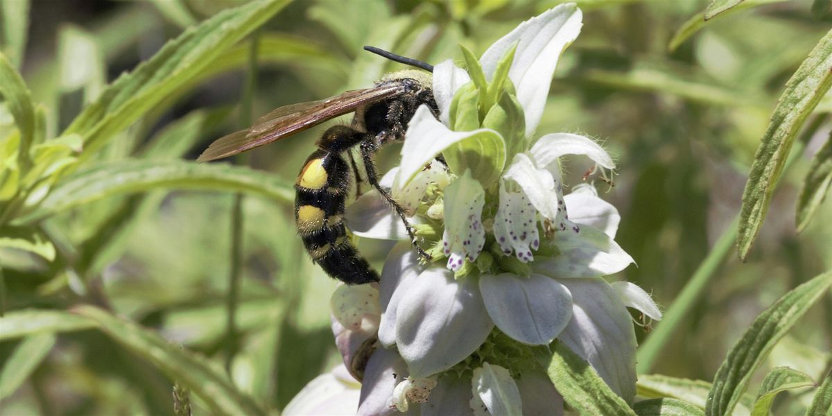 Pollinator Walk