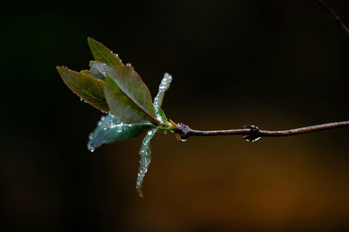 Nature Photography workshop in Blackford Glen