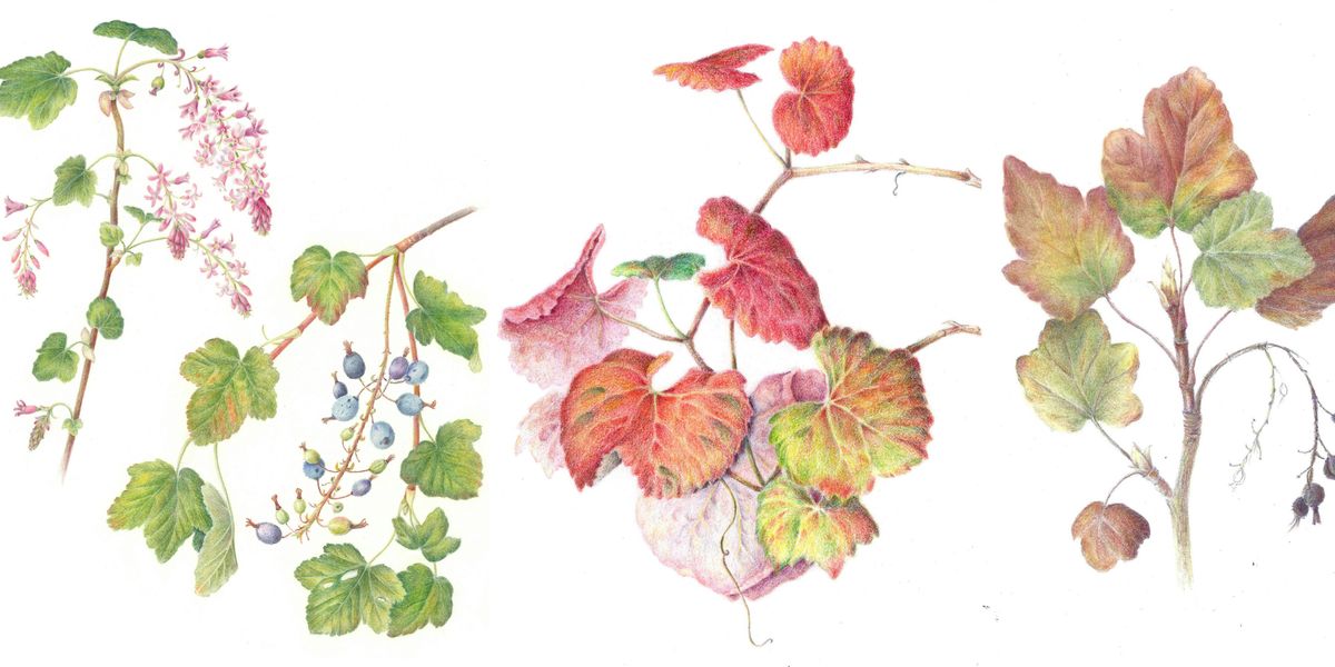 Fall Color Play - Colored Pencil Workshop with Nina Antze
