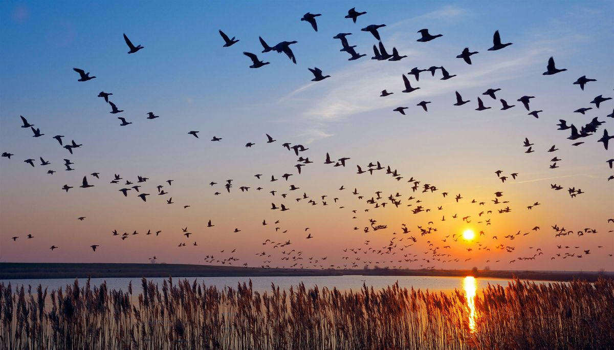 Wings Over the Windy City Bird Migration Project