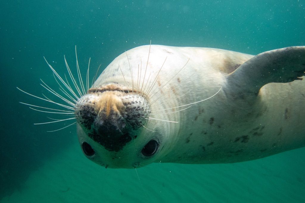 Underwater Photography Workshop at Lundy Island 