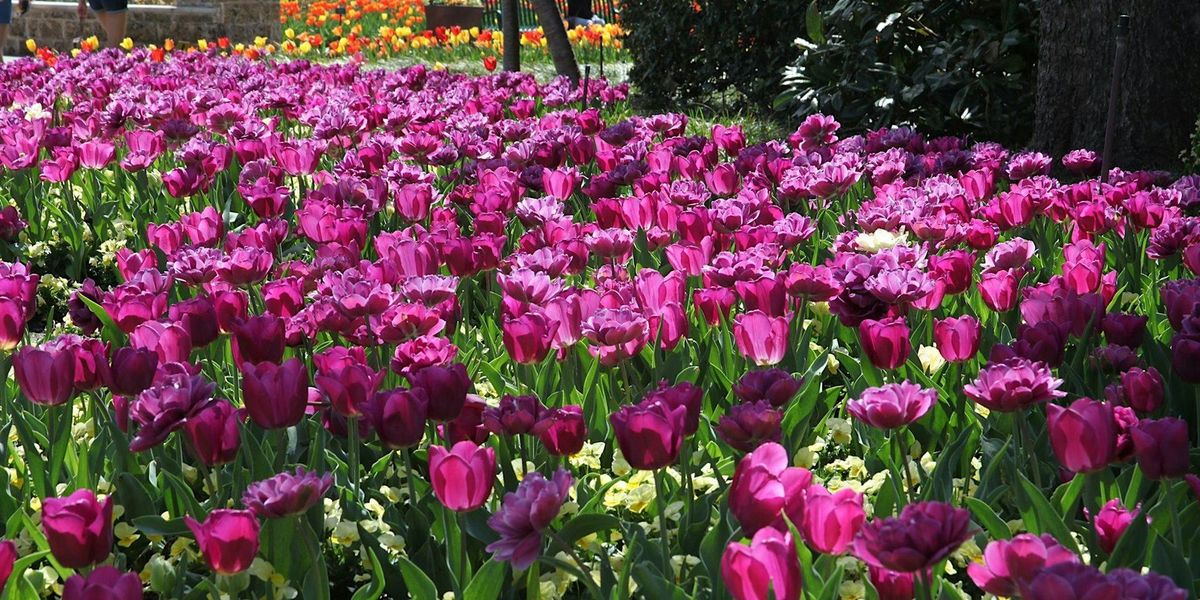 The Dallas Arboretum and Botanical Garden Walking Tour: Dollar Days Savings