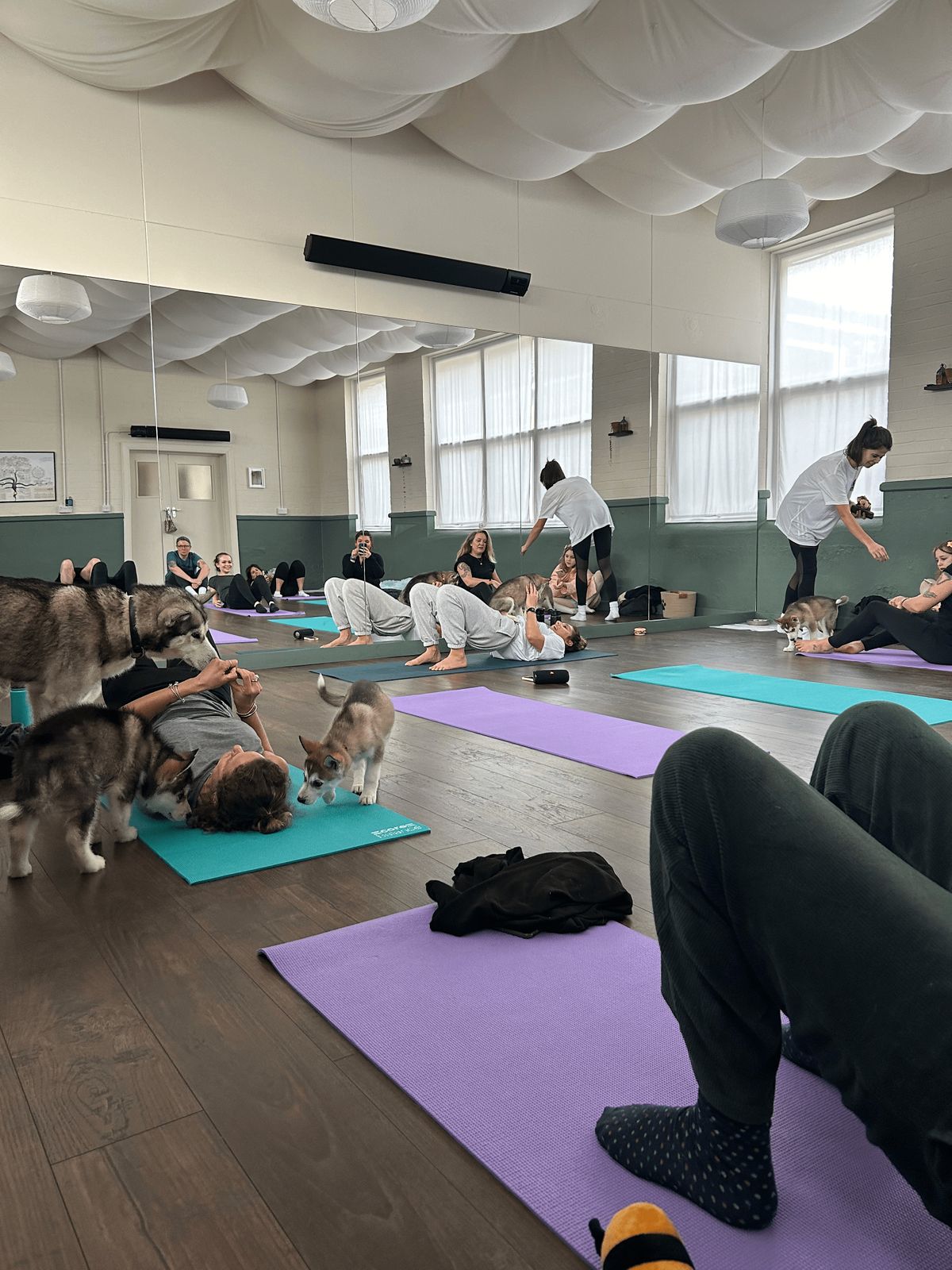 Puppy Yoga - Brighton and Hove