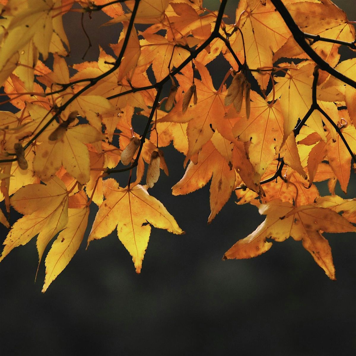 Blashford Lakes - Autumn Wildlife Explorers