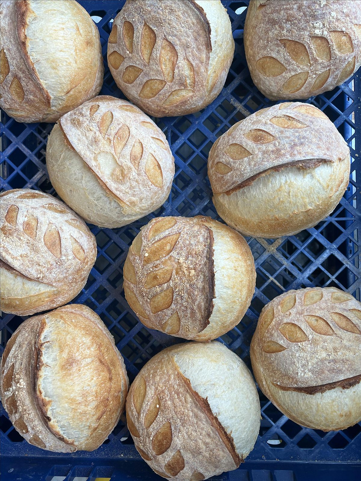 Sourdough Bread Making: The Basics