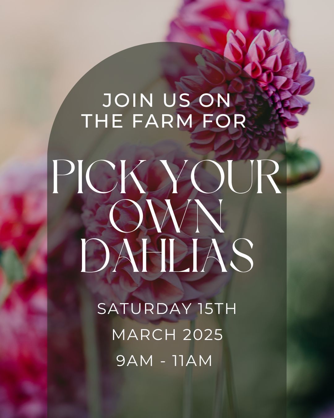 Pick Your Own Dahlias 