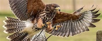 Shropshire Teens - Battlefield Birds of Prey Centre, Shrewsbury