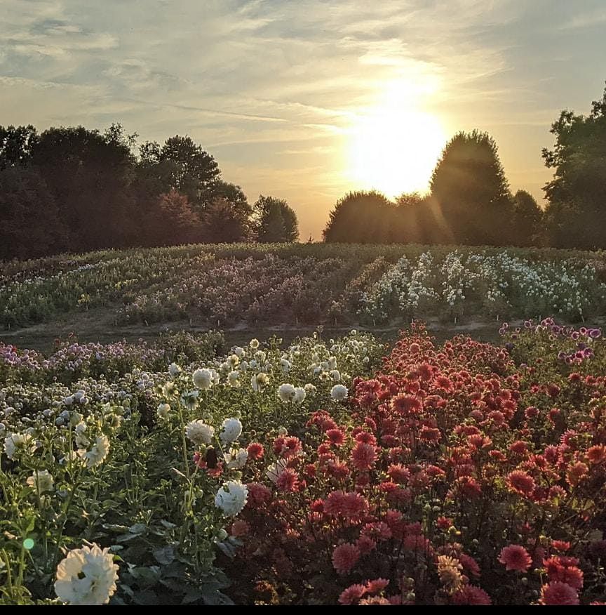 2022 American Grown Field to Vase Dinner @ Summer Dreams Farms, Oxford ...