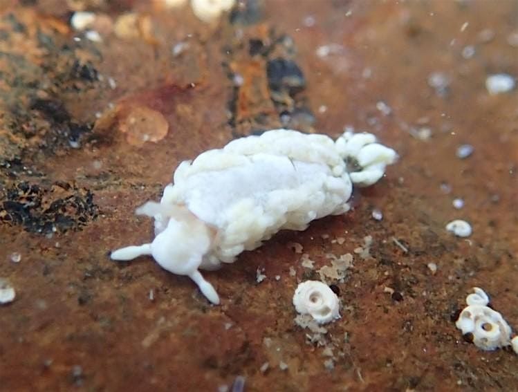 Sea Slug Survey Shore Events (adults +16)