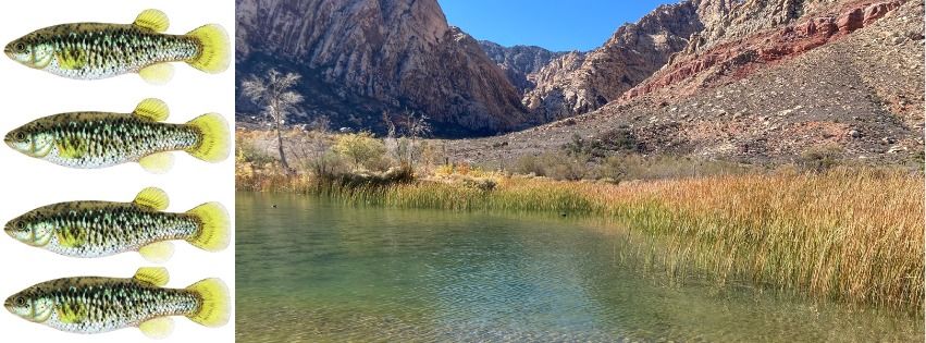 Beating extinction Pahrump Pool Fish at the Ranch