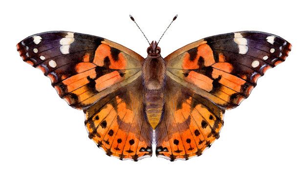 Drop in Kid's Event - Meet our Painted Lady Butterflies