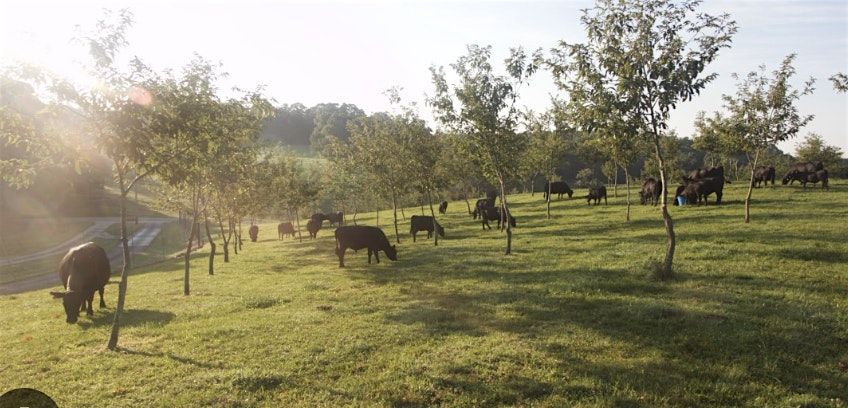 Developing Silvopasture Systems in Existing Paddocks with Austin Unruh