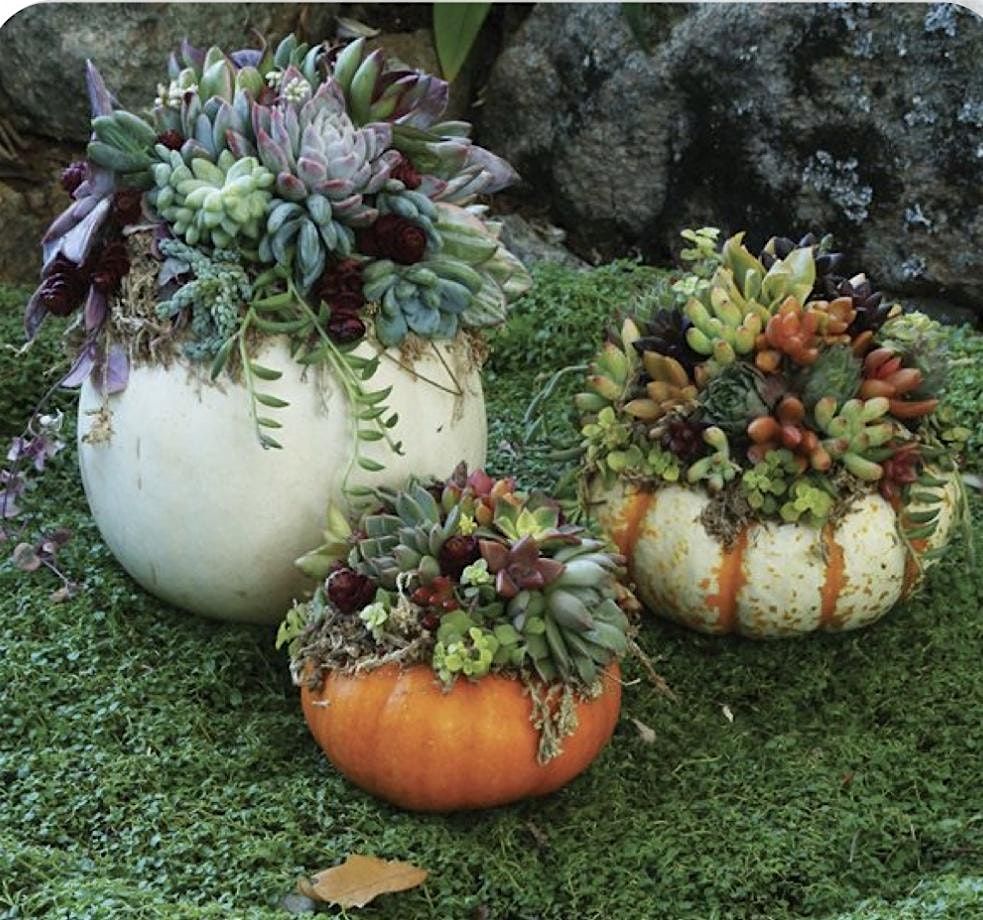 Make Your Own Succulent Pumpkin