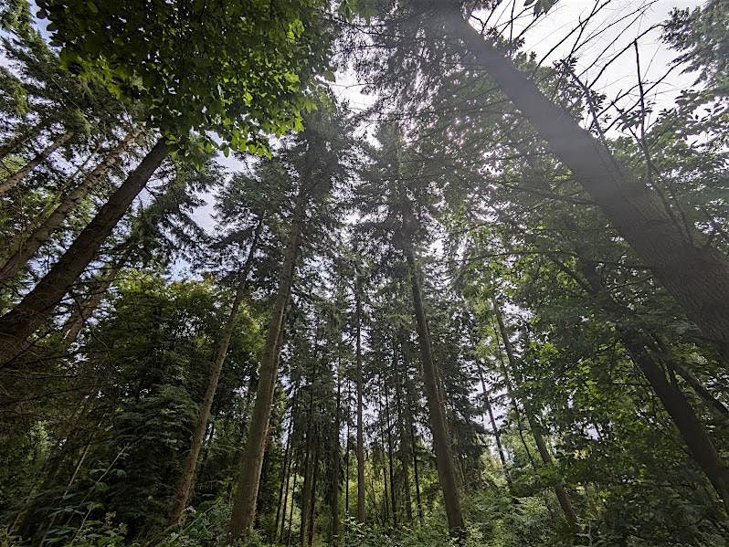 Forest Bathing Shrawley Woods