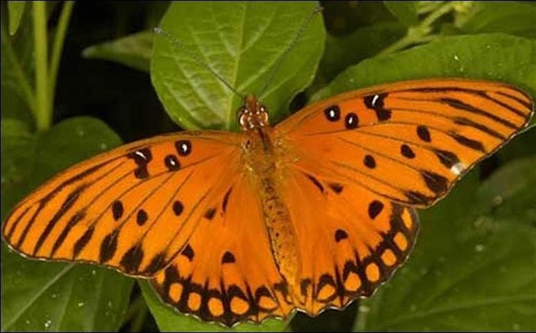 Southwest Florida Backyard Butterfly Gardens