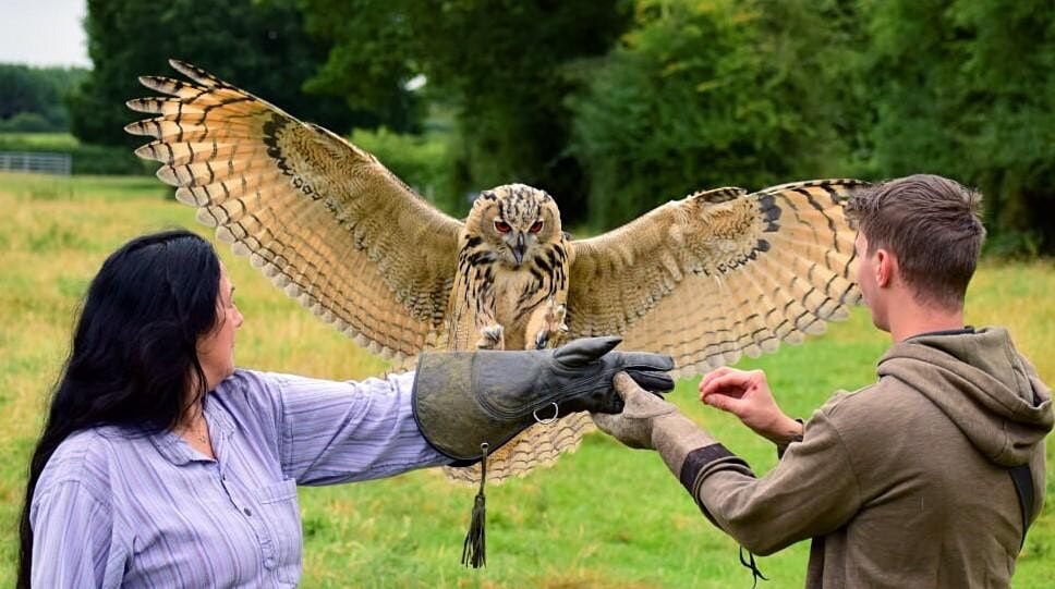 Falconry Experience  with Mercer Falconry
