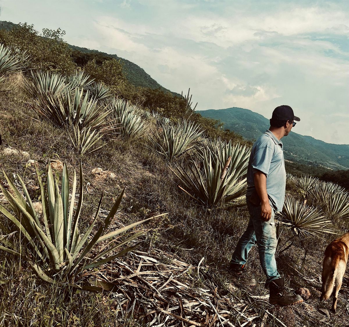 MEZCAL Tasting & Masterclass