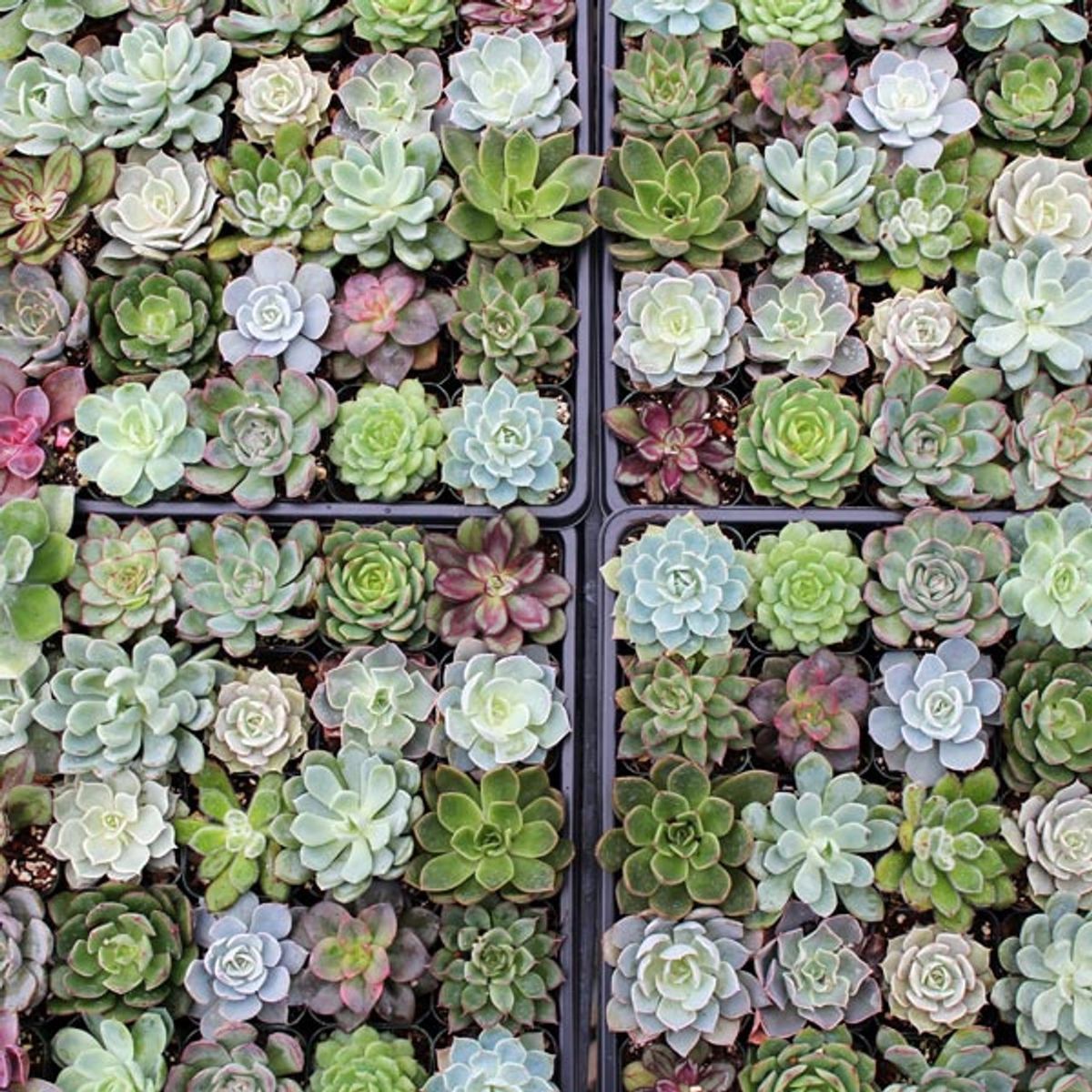 DIY Succulent Dish Garden Workshop