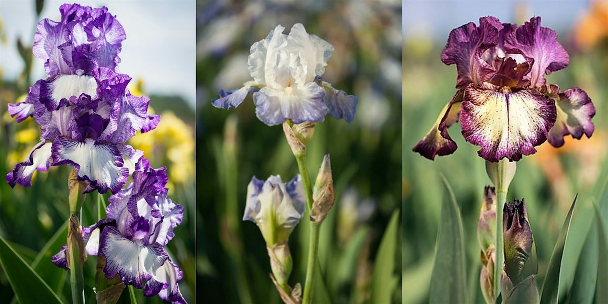 Growing Bearded Irises