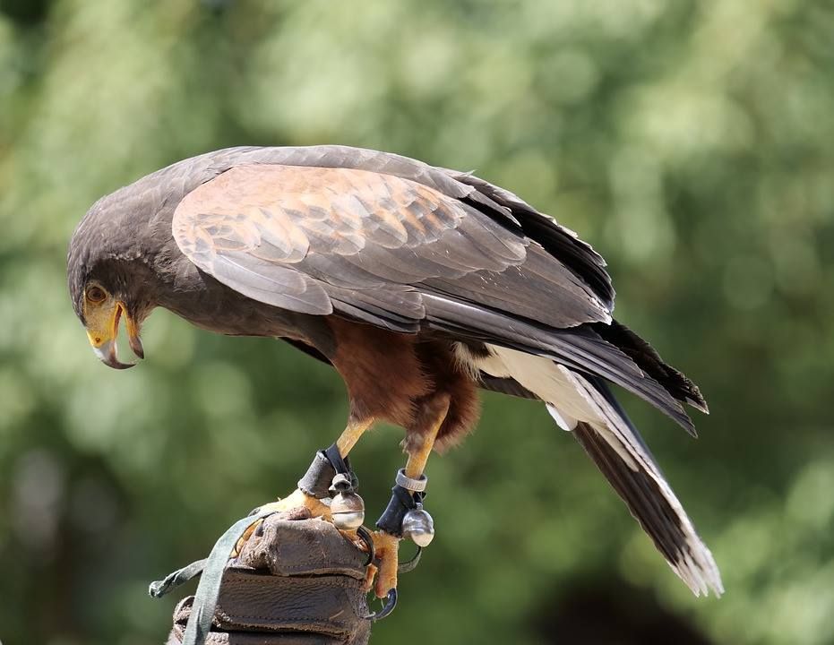 Campfire Talk: Falconry in Alabama