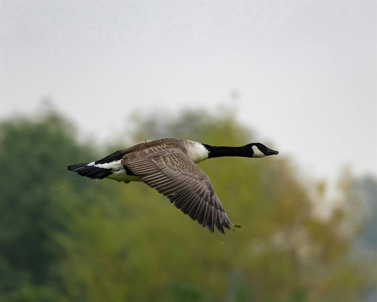 Birds 101: Ducks, Geese, and Shorebirds