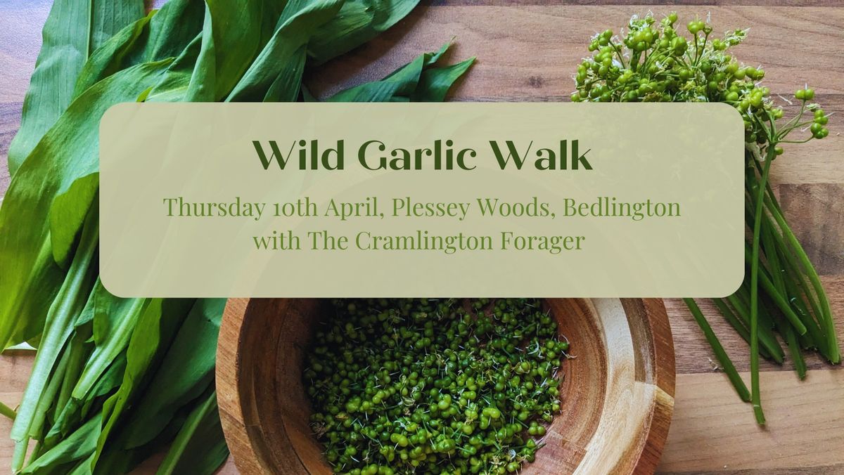 Wild Garlic Walk at Plessey Woods Country Park