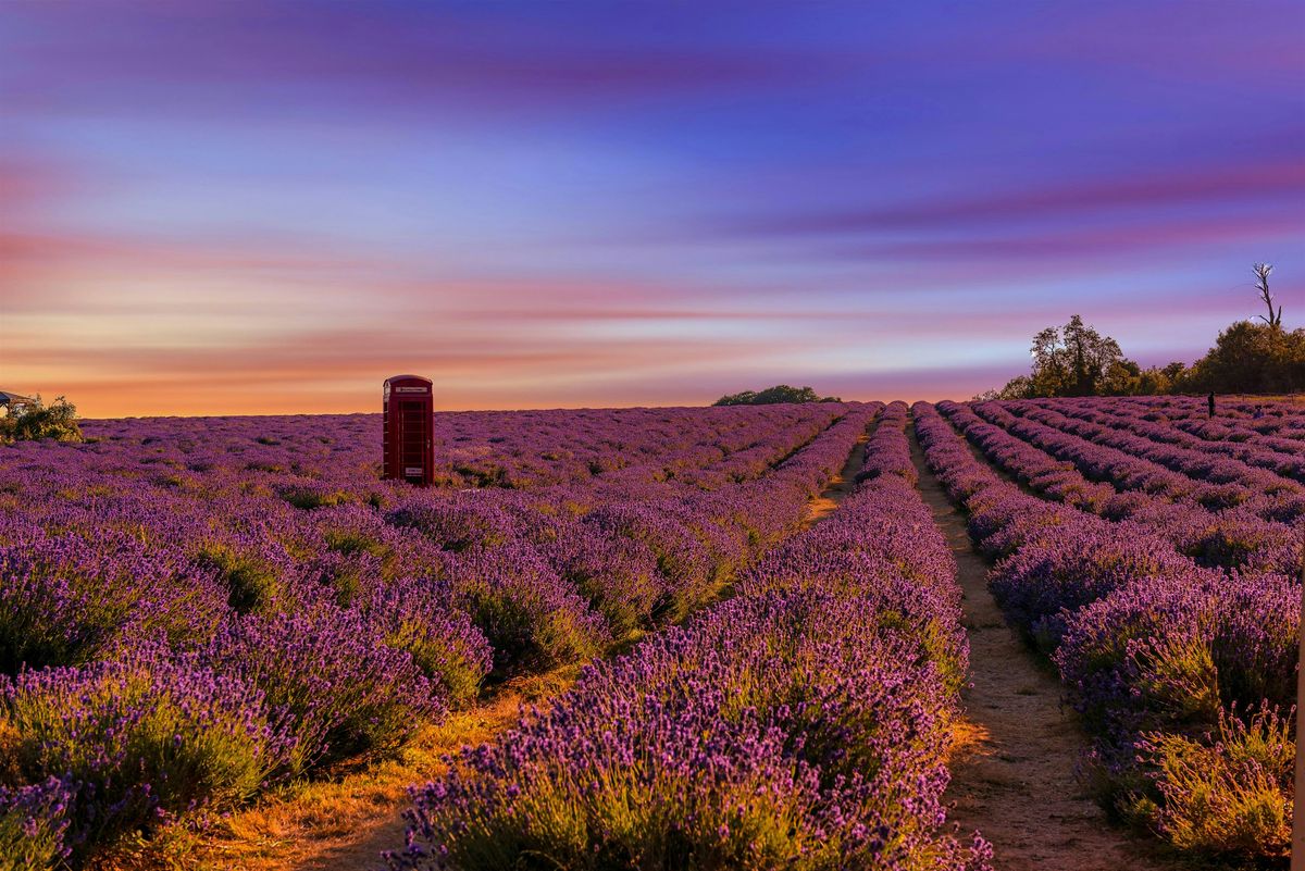 The LAVENDER fields of Britain and a relaxing hike