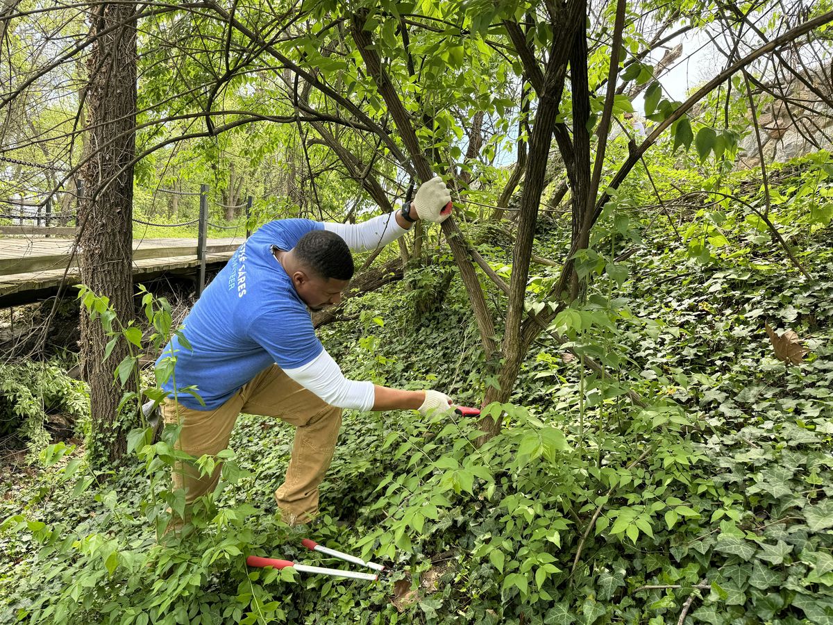 Invasive species removal near Trollheim Bridge\/Theodore Roosevelt Island