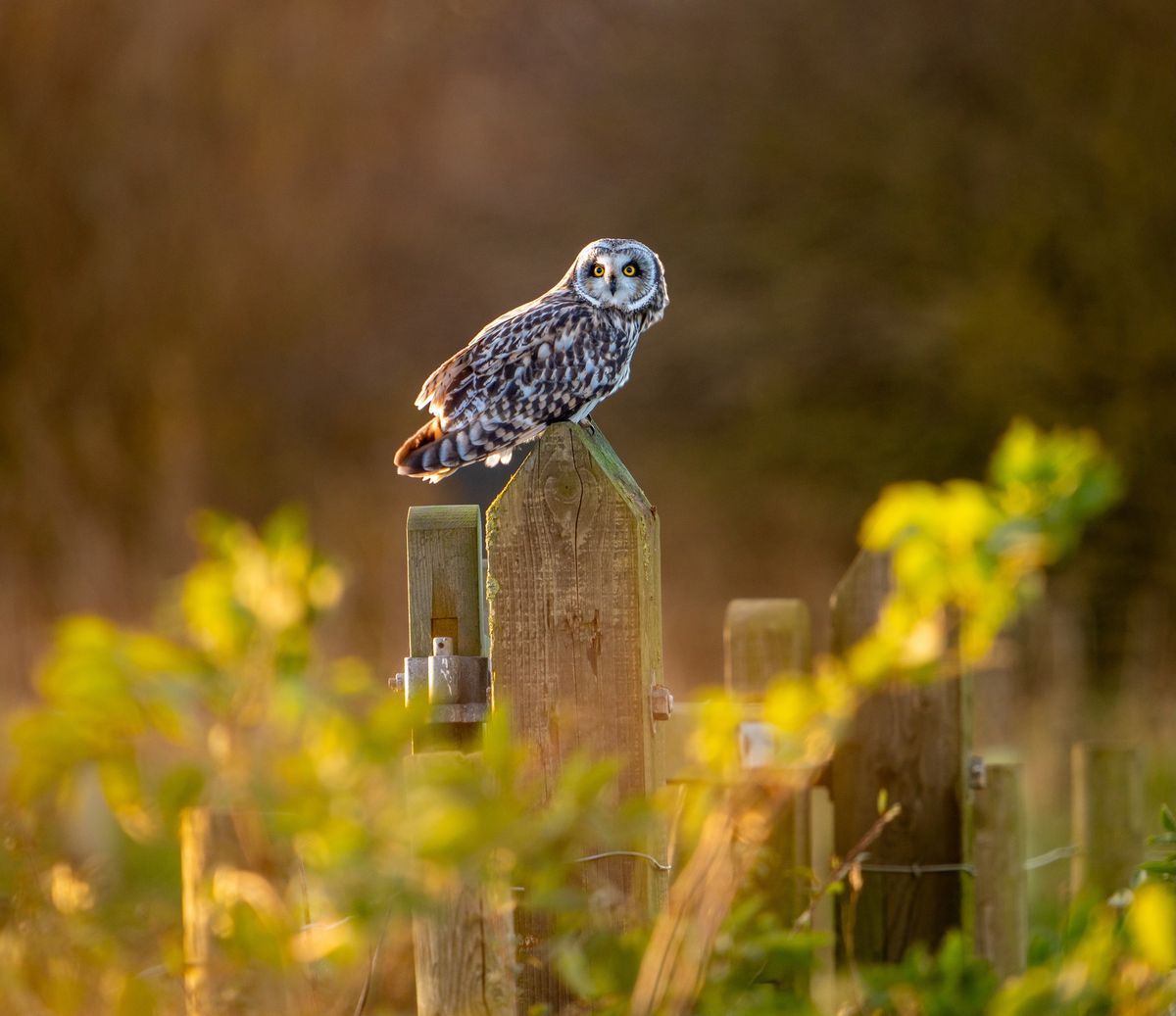 Bird of Prey Walk