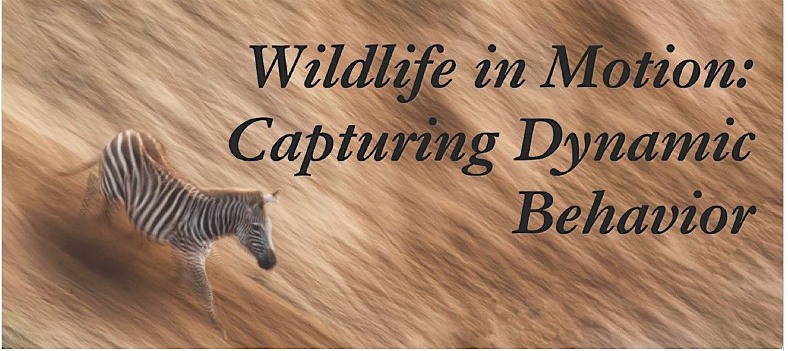 Wildlife in Motion: Capturing Dynamic Behavior - Los Angeles