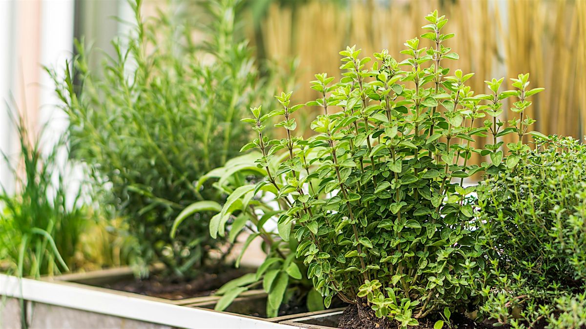 Planting an Herb and Kitchen Garden