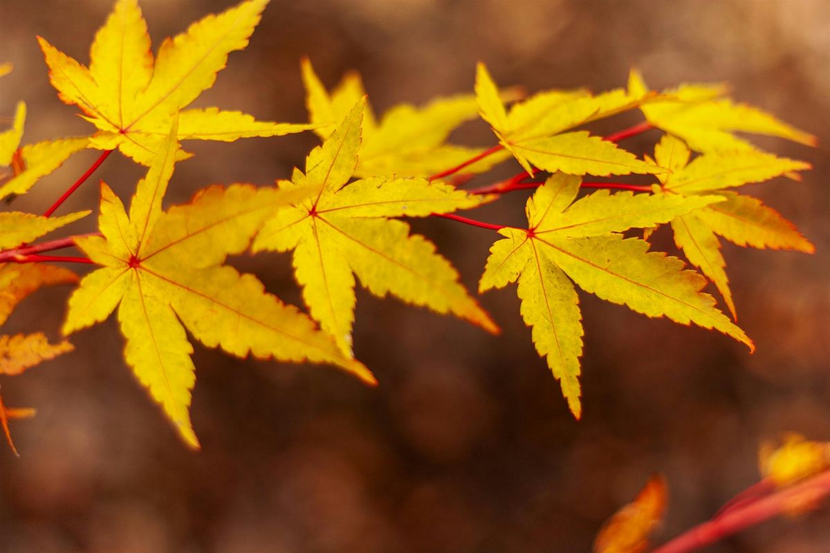 Japanese Maples