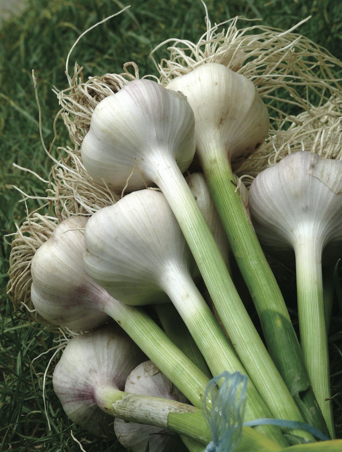 Garlic Growing Workshop
