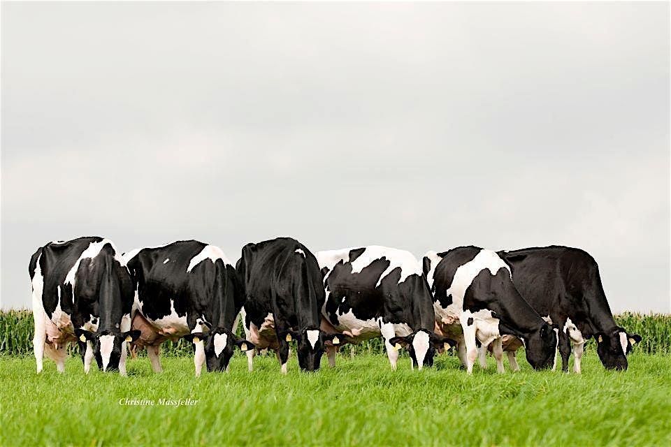 Dairy Dynamics Workshop: Tools for Optimizing Longevity and Profitability