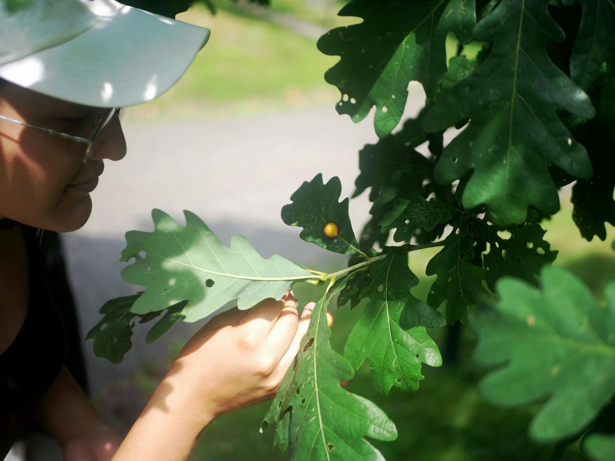 Behind the Bumps: Leaf Galls and Their Ecological Impact