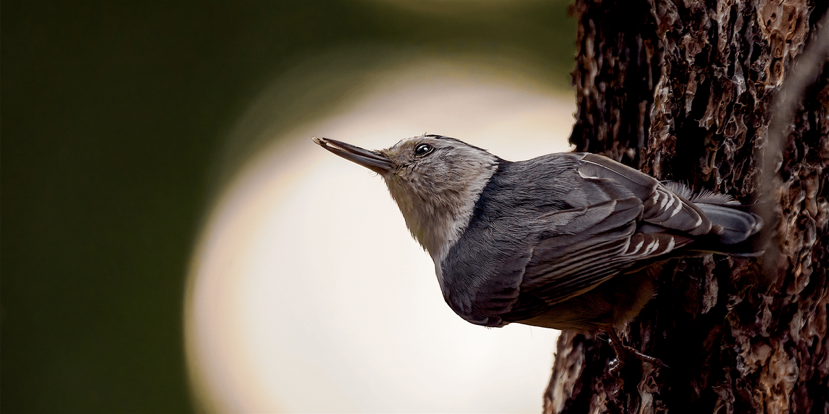 Where Photography & Conservation Collide - LIVE with Keith Wallach