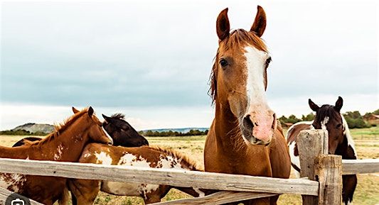 Nature & Networking: BEAUtiful Horse Farm