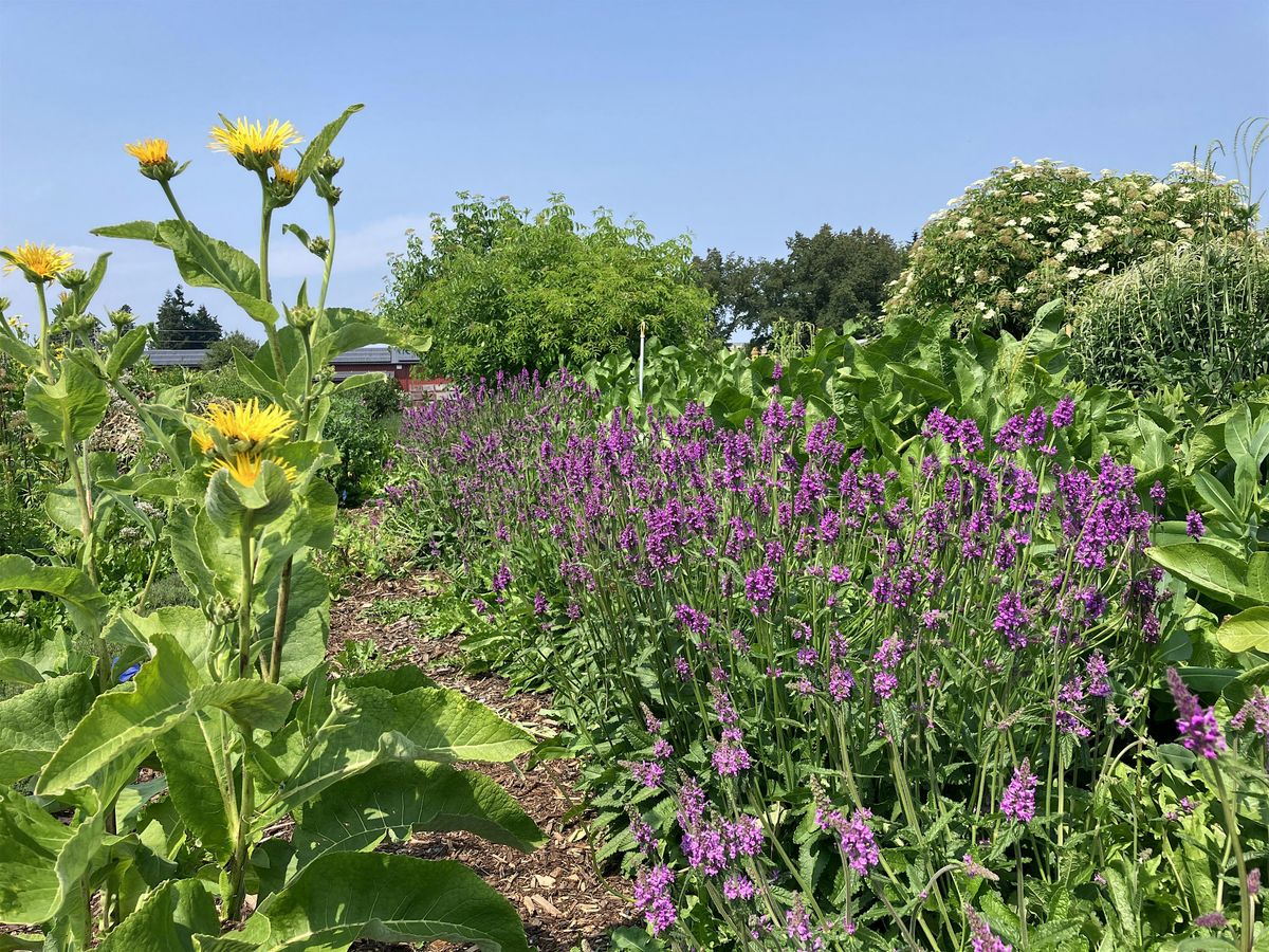 How To Grow Medicinal Herbs - Chimacum, WA